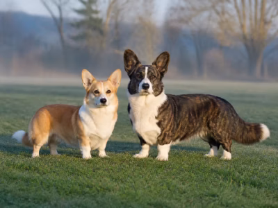 featuredImage - Corgi Gifts UK