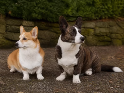 pembroke vs cardigan welsh corgi media 01 - Corgi Gifts UK